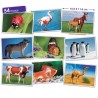 Imagier format moyen Animaux
