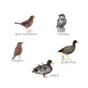 Appeaux oiseaux manuels – lot de 5 – Fuzeau 