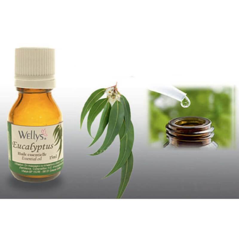 Huiles essentielles eucalyptus - aromathéraphie et apaisement seniors