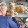 Chat robot interactif - Roux
