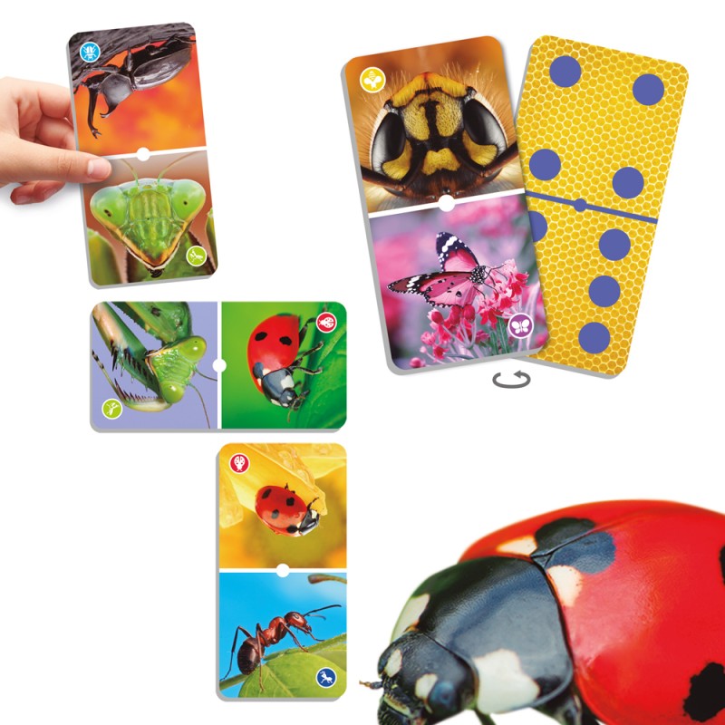 Grands dominos Insectes