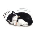 Perfect Petzzz - Chaton Noir et blanc - Animaux d'empathie