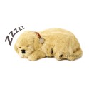 Perfect Petzzz - Chiot Golden Retriever
