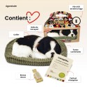 Perfect Petzzz - Chiot Border Collie - Animaux d'empathie