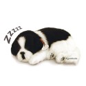 Perfect Petzzz - Chiot Border Collie - Animaux d'empathie