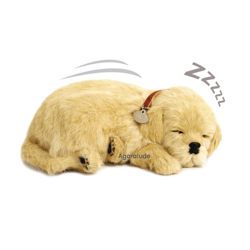 Perfect Petzzz - Chiot Golden Retriever