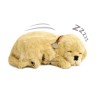 Perfect Petzzz - Chiot Golden Retriever