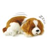 Perfect Petzzz - Chiot Cavalier King Charles