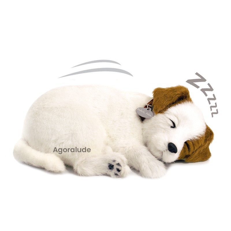 Perfect Petzzz - Chiot Jack Russel