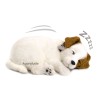 Perfect Petzzz - Chiot Jack Russel
