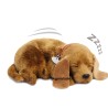Perfect Petzzz - Chiot Croisé