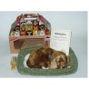 Perfect Petzzz - Chiot Croisé