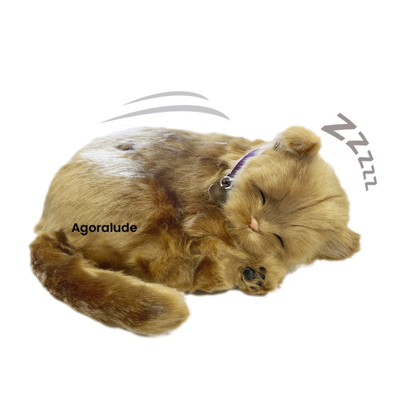 Perfect Petzzz - Chaton Angora