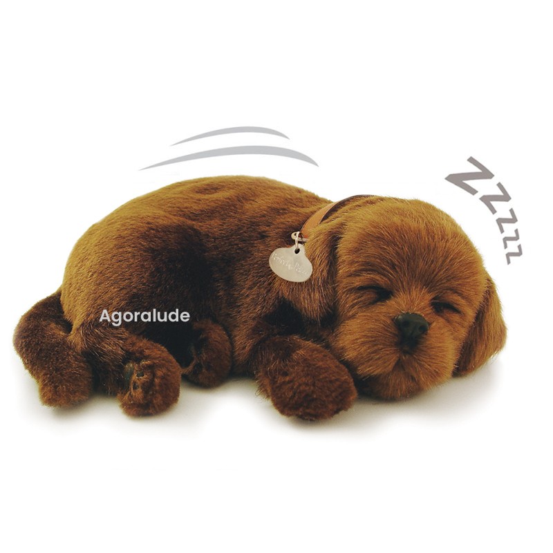 Perfect Petzzz - Chiot Labrador brun