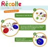 Récolte de fruits et légumes