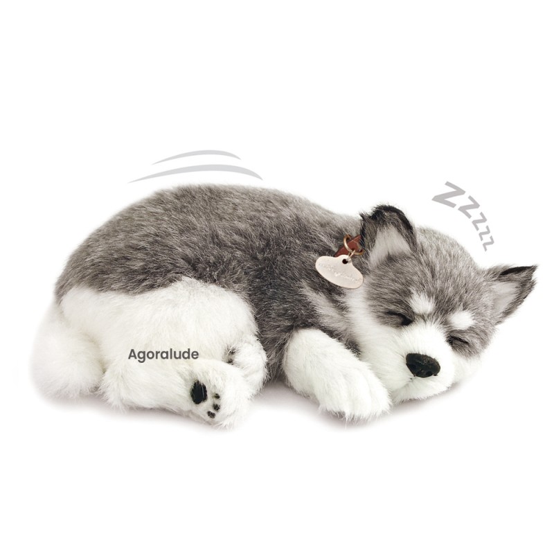 Perfect Petzzz - Chiot Husky