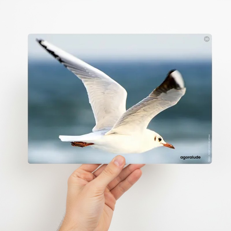 Travailler la mémoire auditive des seniors - Imagier sonore animaux