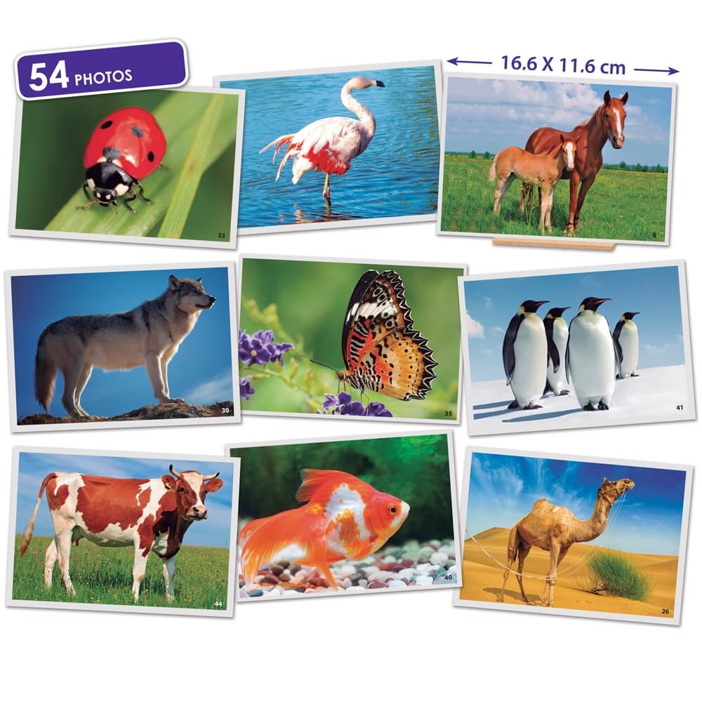 54 Fiches photos animaux pour jeux de langage. Cartes grand format