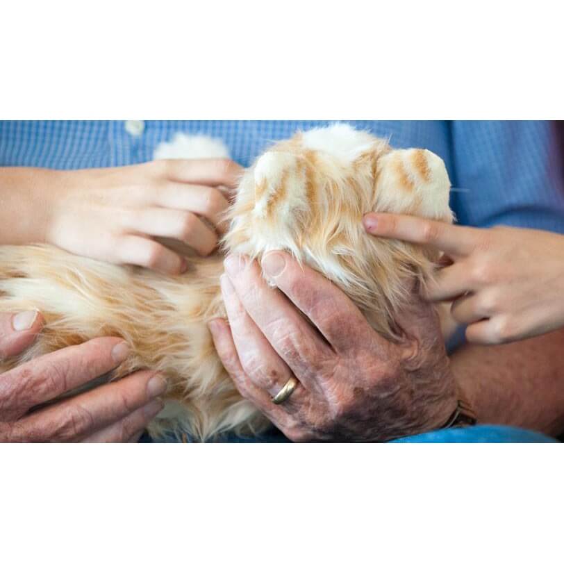Chat en peluche interactif discount